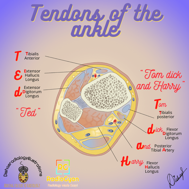 Ankle Tendons Anatomy Mnemonic